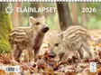 Eläinlapset 2026 - Seinäkalenterit - 2670300026 - 1